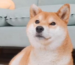 检查​​柴犬​​怀了几个混血宝宝？再看看狗宝宝的模样​