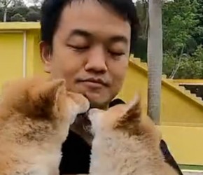 如何挑选​​柴犬​​？一般人都会选活泼的，但训犬师这么说​