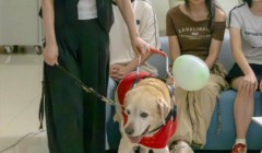 导盲犬Bingo走进南京特殊教育师范学院，与学子共话无障碍出行